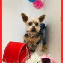 ヨークシャテリア