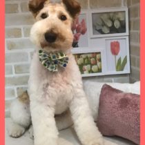 ワイヤーフォックステリア