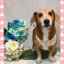 トイプードル×ジャックラッセルテリアmix