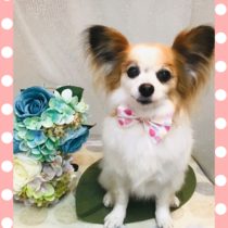 チワワ×パピヨンmix