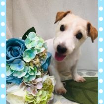 ジャックラッセルテリア