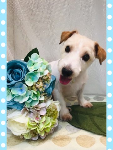 ジャックラッセルテリア