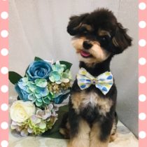 チワワ×トイプードルmix