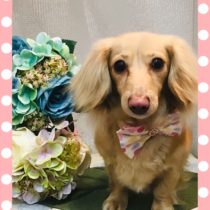 Mダックスフント