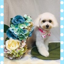 マルチーズ×トイプードルmix