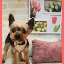 ヨークシャテリア