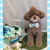 トイプードル×チワワmix