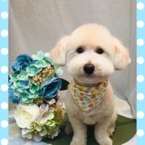 マルチーズ×トイプードルmix