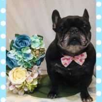 フレンチブルドッグ