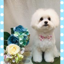 マルチーズ×チワワmix