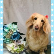 Mダックスフント