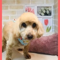 Mダックスフント×トイプードルmix