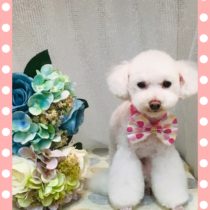 ティーカッププードル