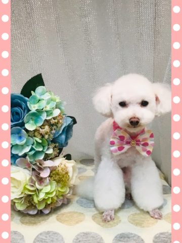 ティーカッププードル