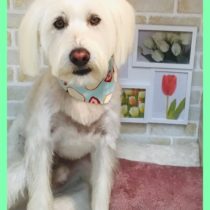 Mシュナウザー×ウェスティmix