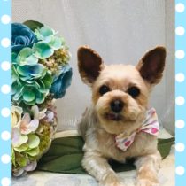 ヨークシャーテリア