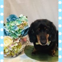 Mダックスフント