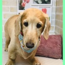 Mダックスフント