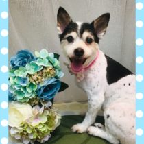 ジャックラッセルテリア