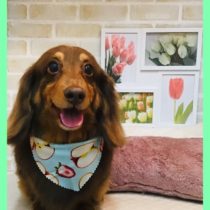 Mダックスフント