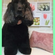 イングリッシュコッカースパニエル