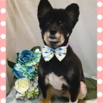 ポメラニアン×柴mix