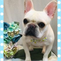 フレンチブルドッグ