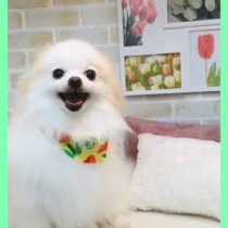 ポメラニアン×チワワmix