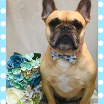 フレンチブルドッグ