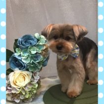 ヨークシャーテリア