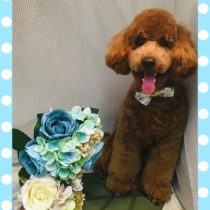 ミニチュアプードル