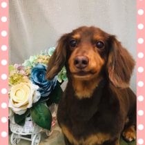 Mダックスフント