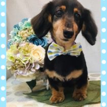 Mダックスフント