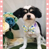 マルチーズ×チワワmix