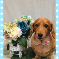 Mダックスフント