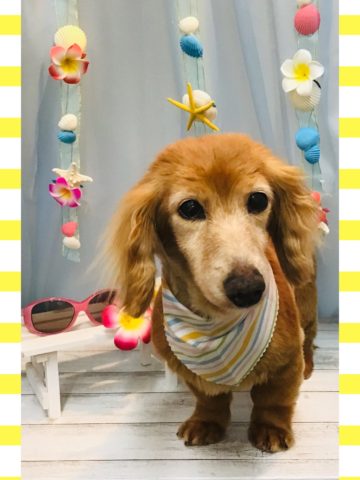 Mダックスフント