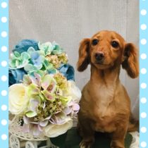 Mダックスフント