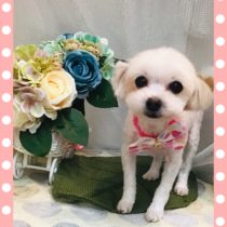 マルチーズ×チワワmix