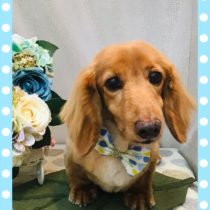 Mダックスフント