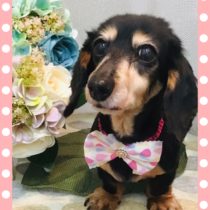 Mダックスフント