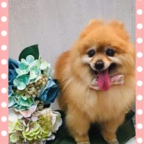 ポメラニアン