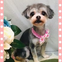 マルチーズ×チワワmix