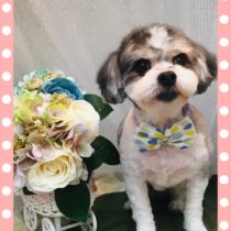 マルチーズ×チワワmix