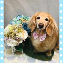 Mダックスフント