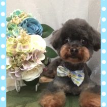 チワワ×トイプードルmix