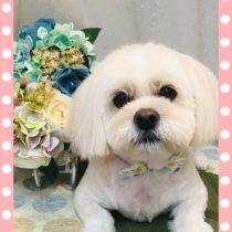 ペキニーズ×ビションフリーゼ