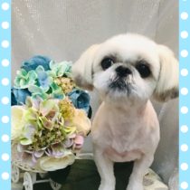 シーズー×ペキニーズmix