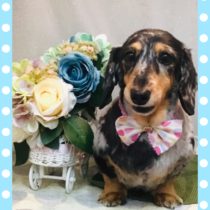 Mダックスフント