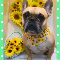 フレンチブルドッグ