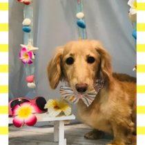 Mダックスフント